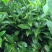 茶树苗