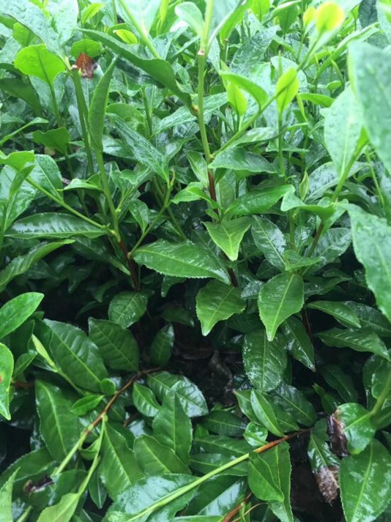 茶树苗