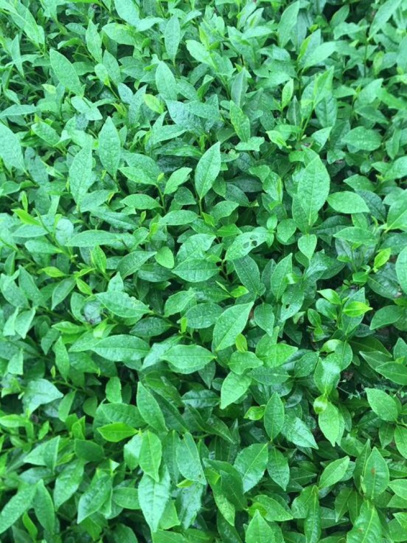 茶树苗