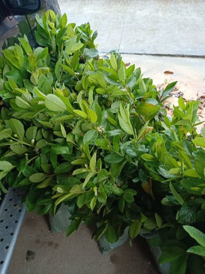 番石榴苗台湾珍珠芭乐苗