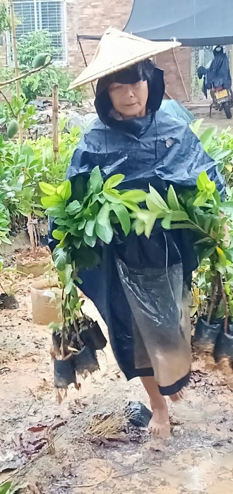 番石榴苗台湾珍珠芭乐苗