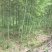 雷竹2-4cm