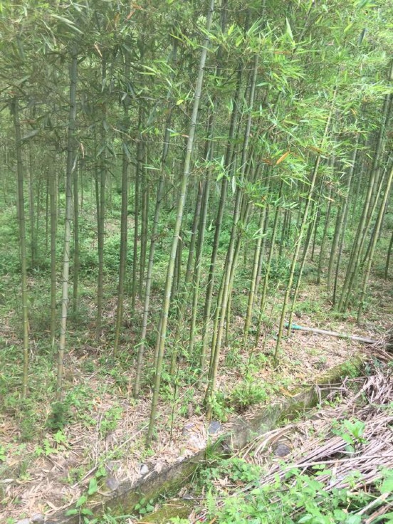 雷竹2-4cm