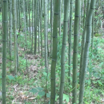雷竹2-4cm