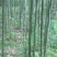 雷竹2-4cm