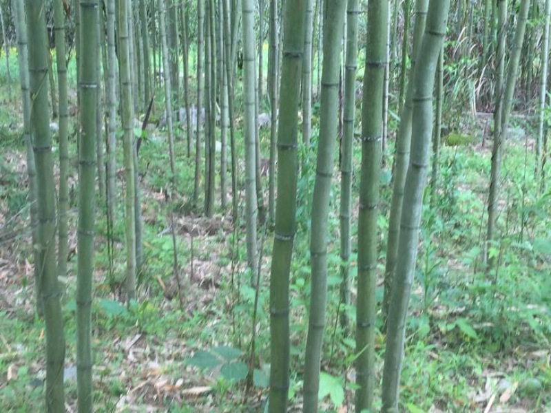 雷竹2-4cm