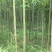 雷竹2-4cm