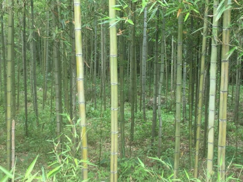雷竹2-4cm