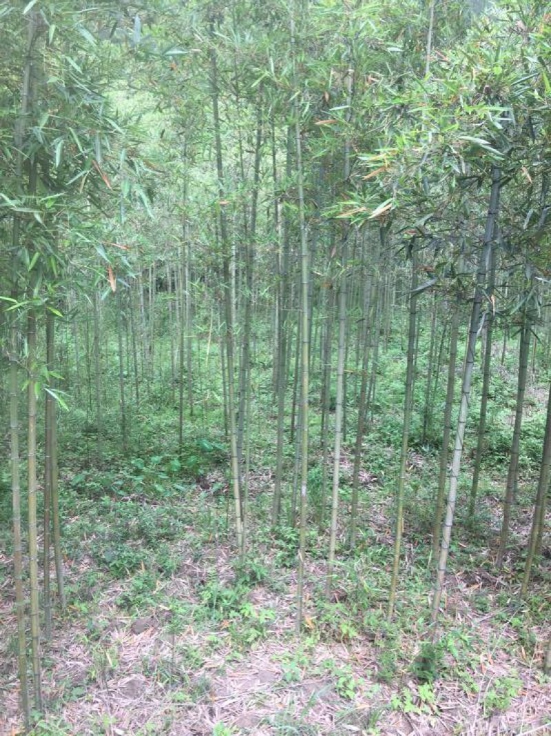 雷竹2-4cm