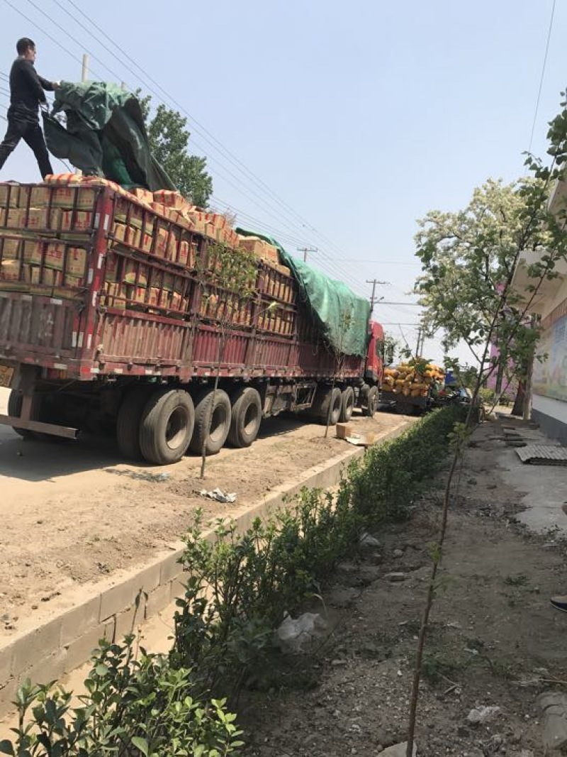 荷兰十五土豆滕州新土豆大批量上市，欢迎选购