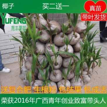 椰子苗