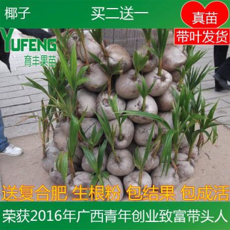 椰子苗