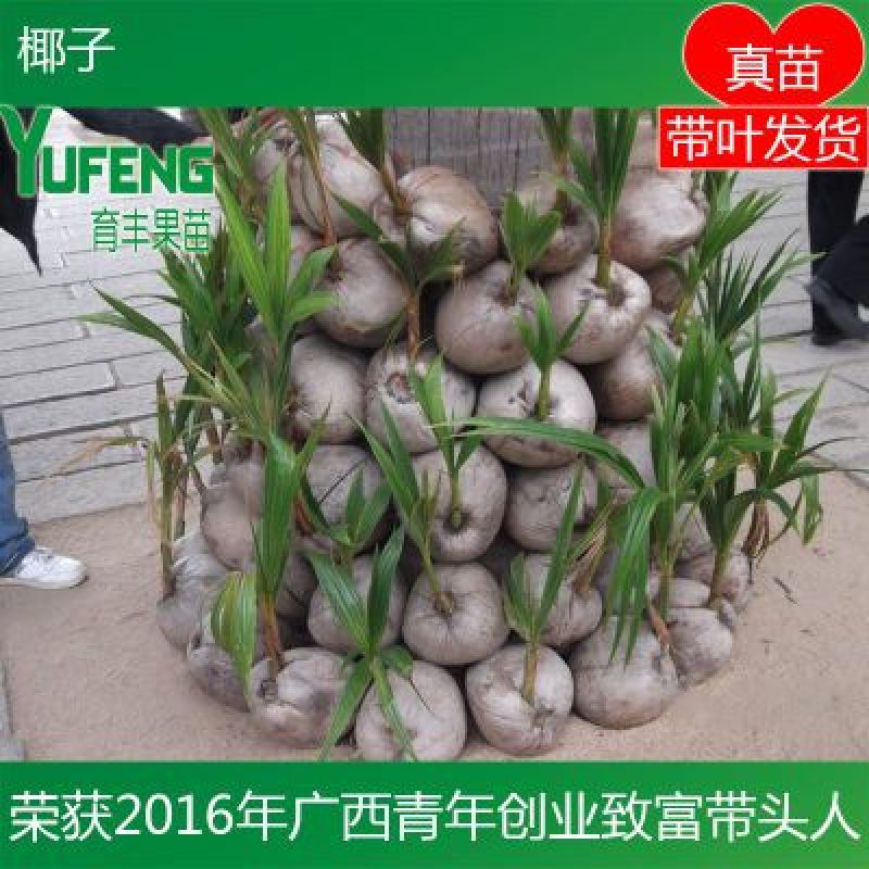 椰子苗