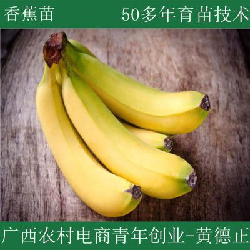 香蕉苗