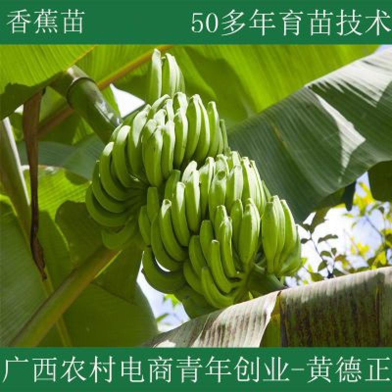 香蕉苗