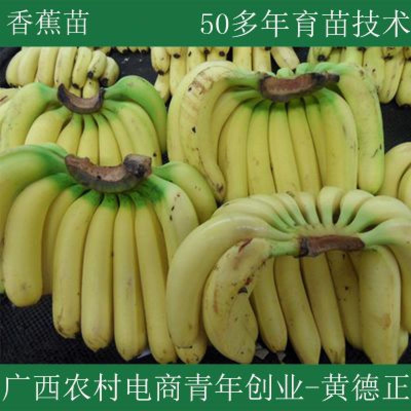 香蕉苗