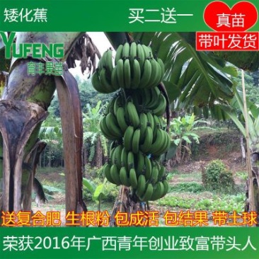 香蕉苗