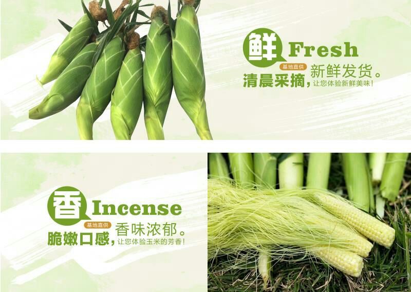 玉米笋，小玉米子