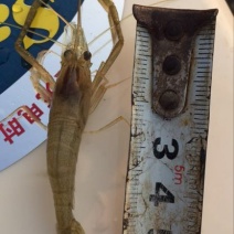 青虾活虾26~30只/kg