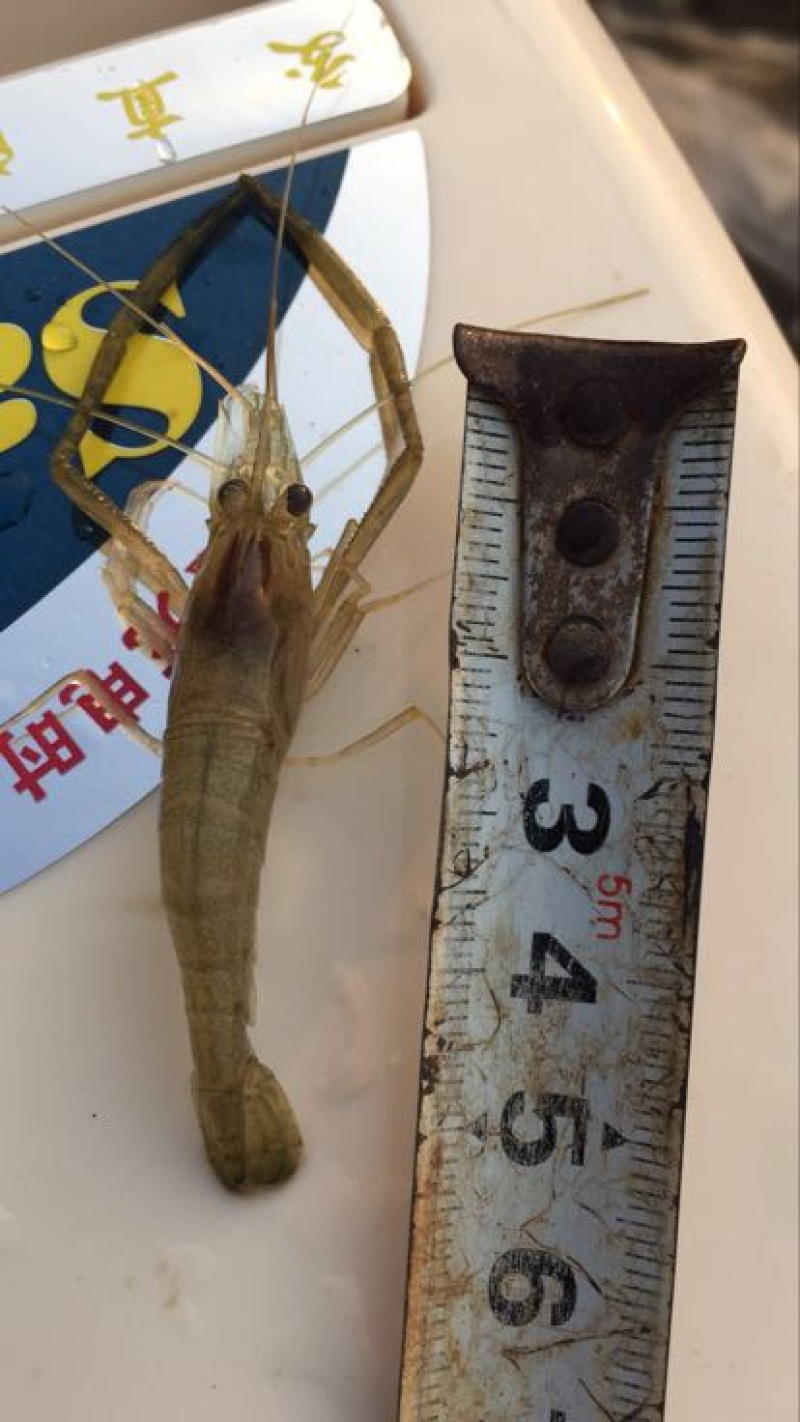 青虾活虾26~30只/kg