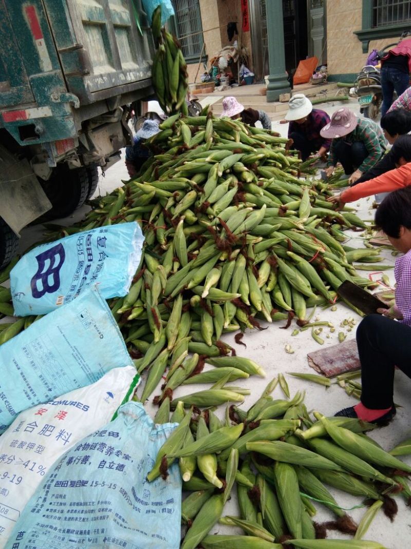 花糯玉米大量上市中。。