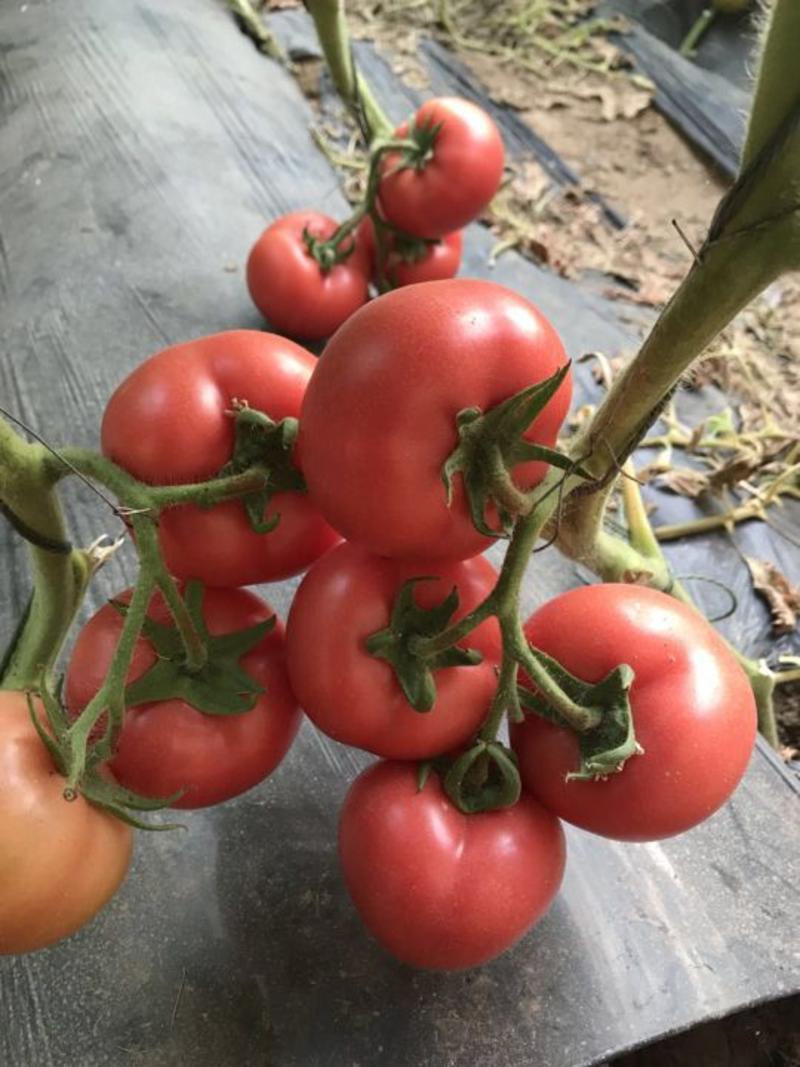 西红柿苗（粉果）——粉艳734高抗病，高产量
