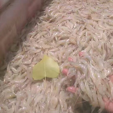 虾干野生