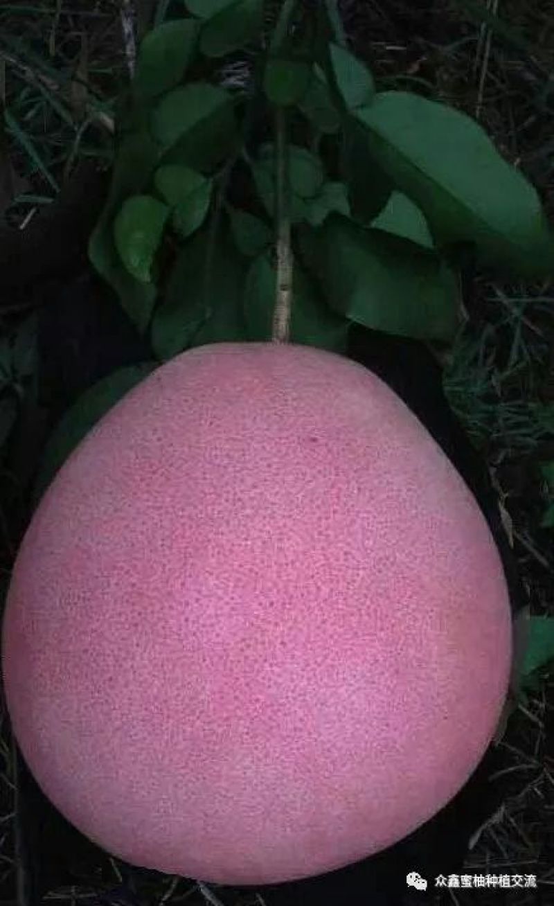 三红蜜柚苗0.8~1m0.8~1cm