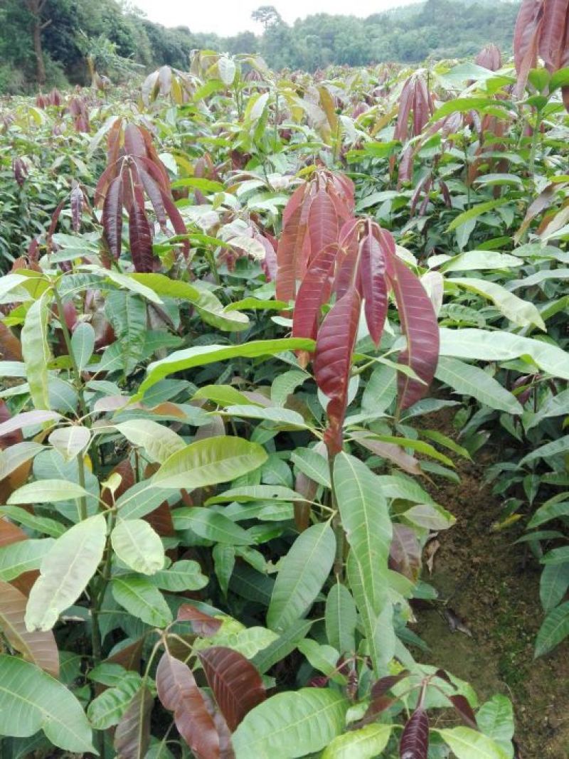 批发桂七，金煌，贵妃，台农芒果苗