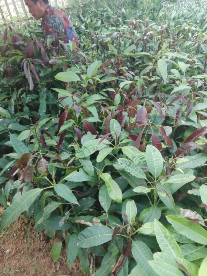批发桂七，金煌，贵妃，台农芒果苗