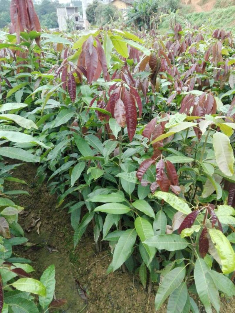 批发桂七，金煌，贵妃，台农芒果苗