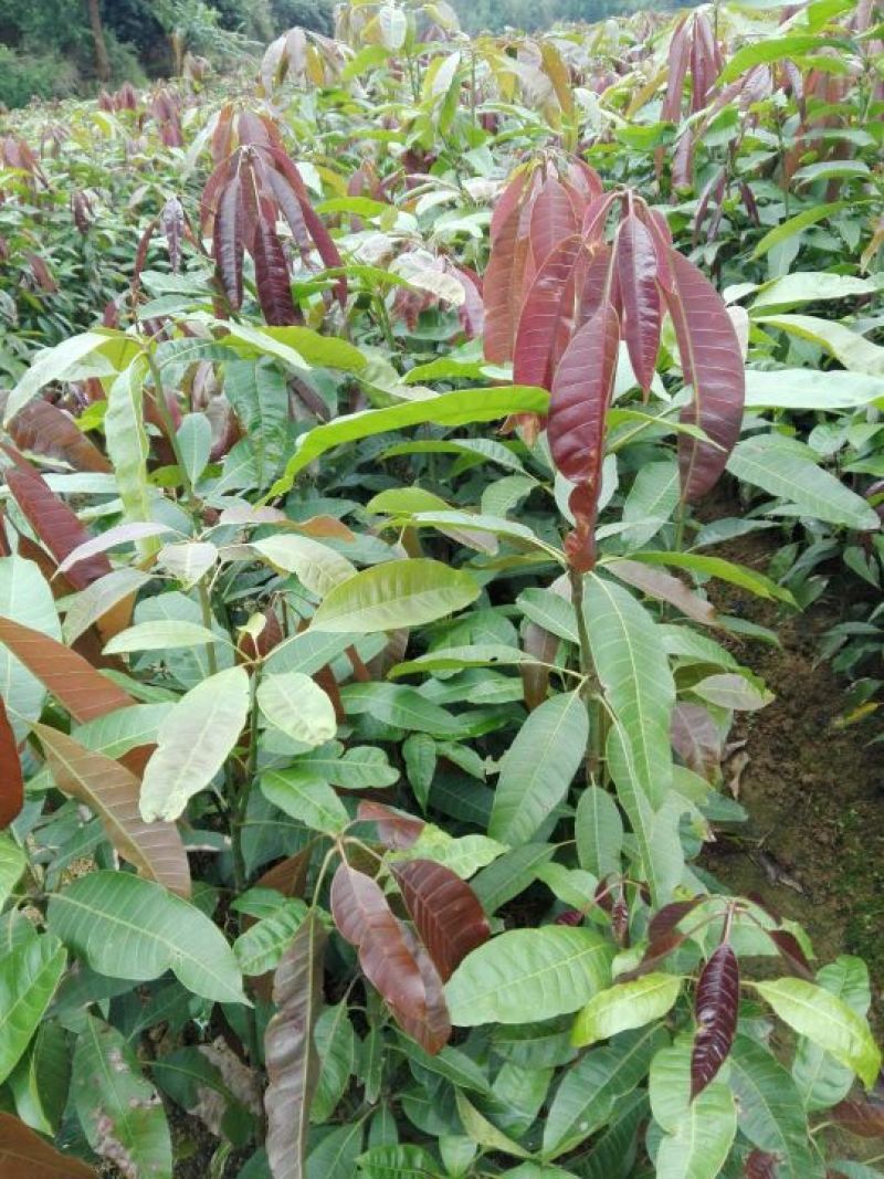 批发桂七，金煌，贵妃，台农芒果苗