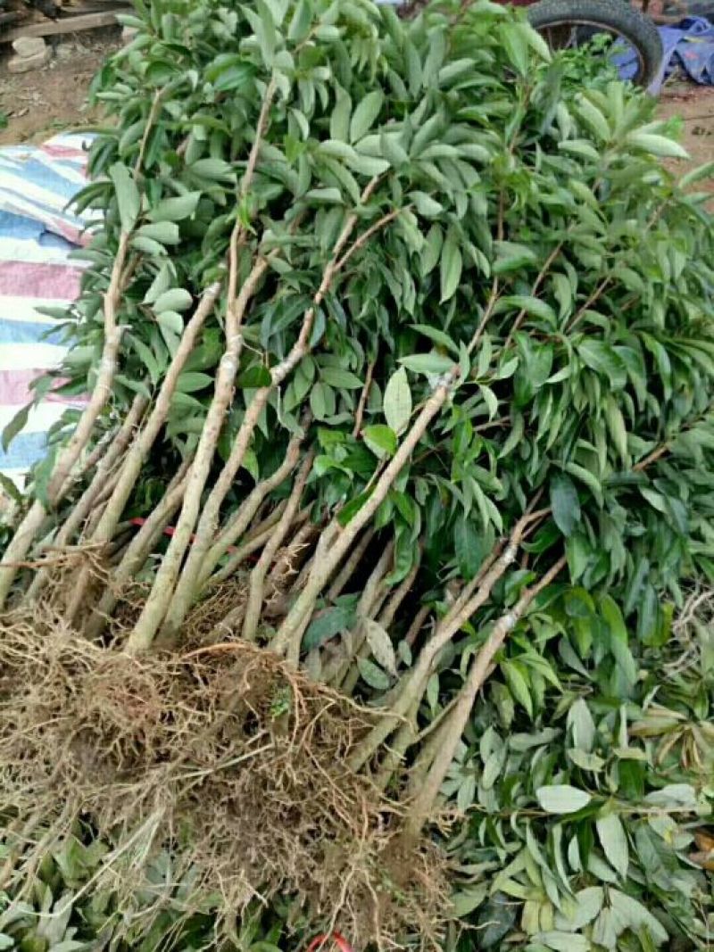 靓无核荔枝苗
