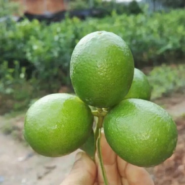 大批发香水柠檬苗