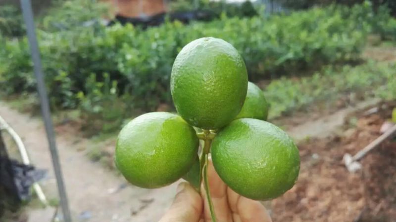 大批发香水柠檬苗