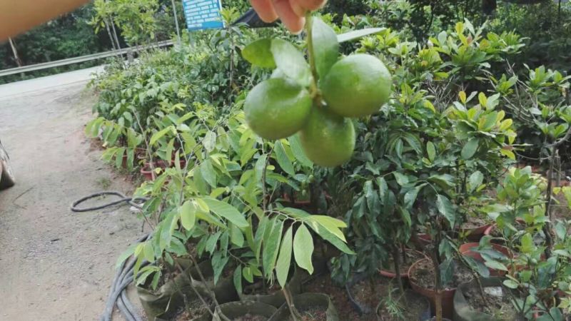大批发香水柠檬苗