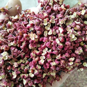 六月梅花椒，色好味浓