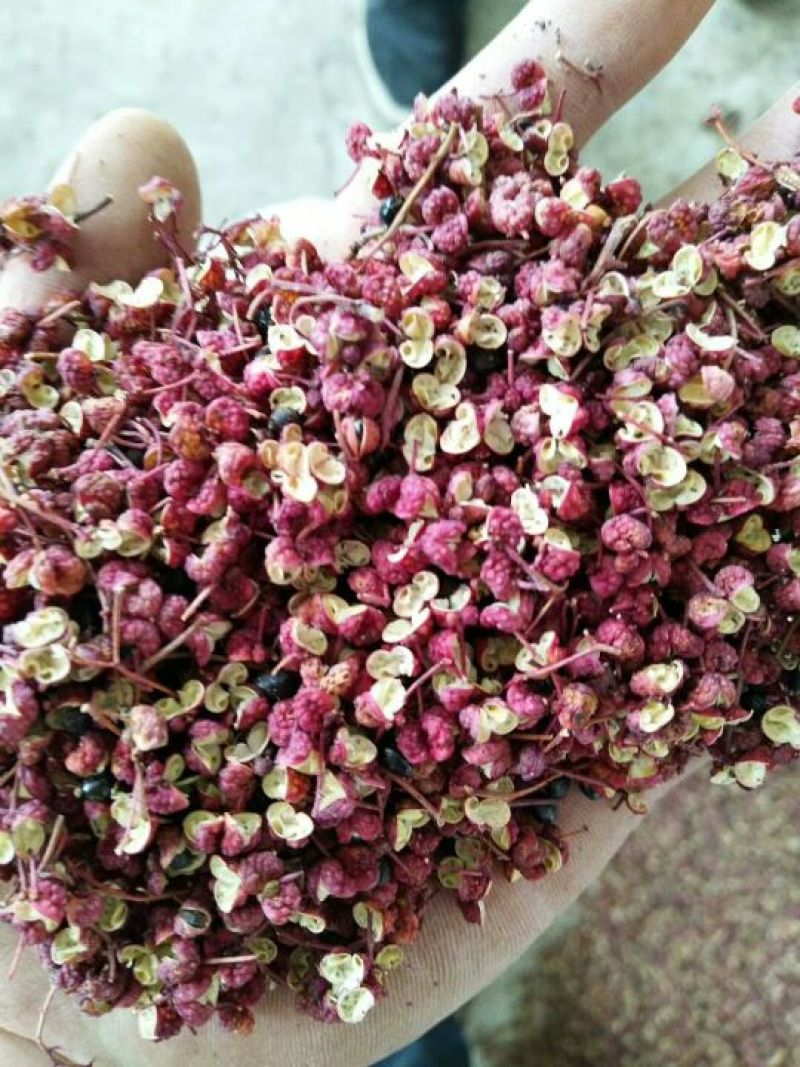 六月梅花椒，色好味浓