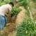 荔枝苗80~100cm