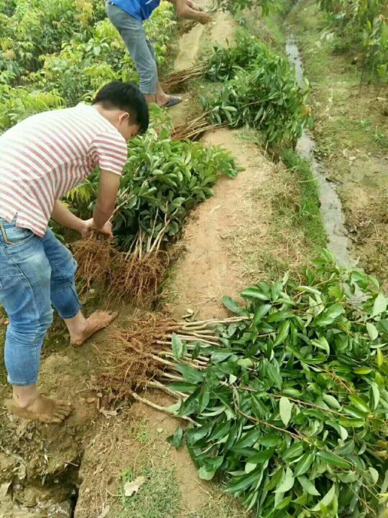 荔枝苗80~100cm