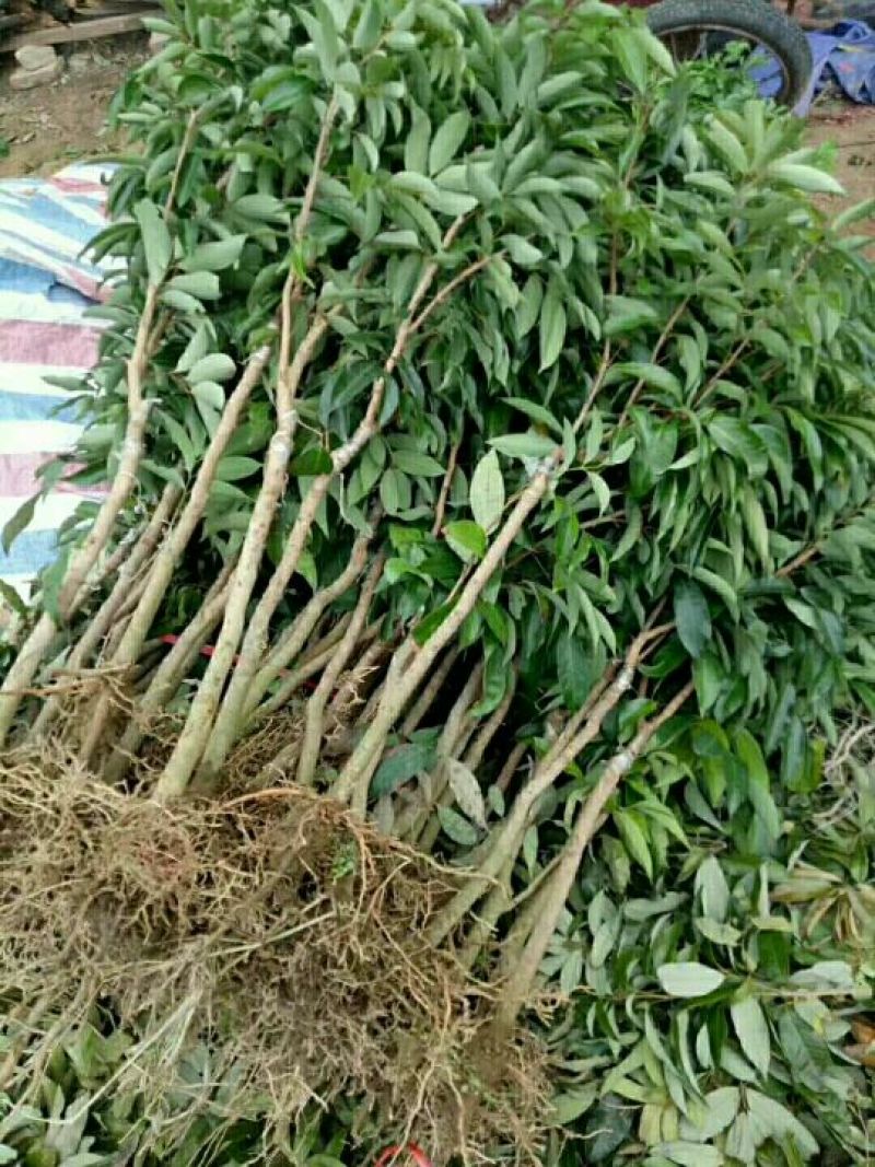 荔枝苗80~100cm