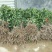 荔枝苗80~100cm