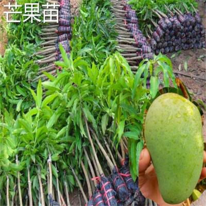 芒果苗1m以下