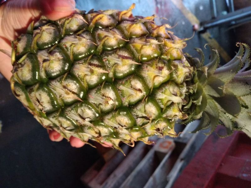 徐闻巴厘菠萝鲜果现货可马上打黄药大基地直供