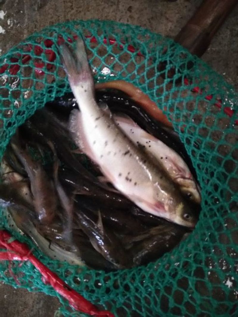本鱼场近期有大量鲫鱼草鱼鲤鱼花鲢黄辣丁