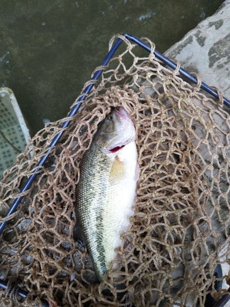 本鱼场近期有大量鲫鱼草鱼鲤鱼花鲢黄辣丁