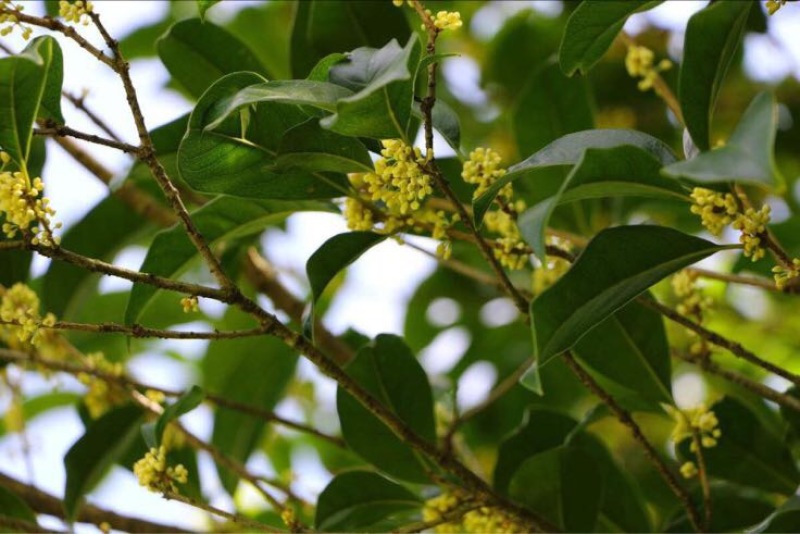 桂花树10~12cm1.5~2米1~2米