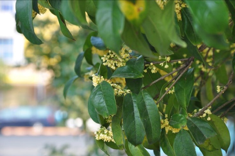 桂花树10~12cm1.5~2米1~2米