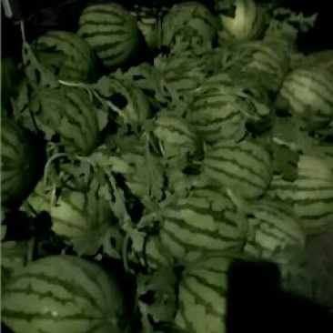 正宗的8424麒麟瓜，