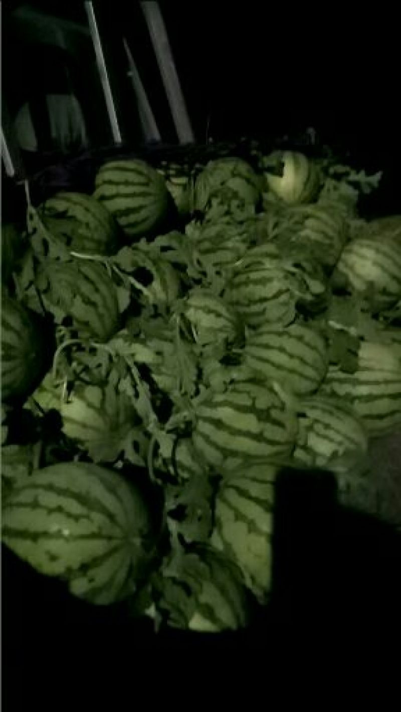 正宗的8424麒麟瓜，